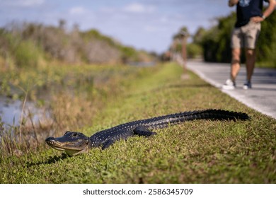 A large alligator rests on a grassy roadside near a canal, with a blurry person walking by on a path.