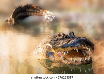 A large alligator swimming in a lake with his tail and head showing and mouth open wide