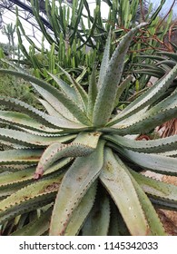 Large Aloe Plant