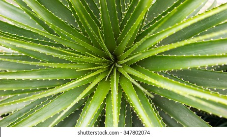 Large Aloe Plant