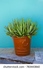 Large Aloe Plant In Ceramic Pot