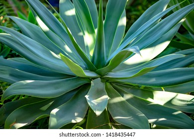 Large Aloe Plant In A Country House