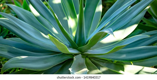 Large Aloe Plant In A Country House