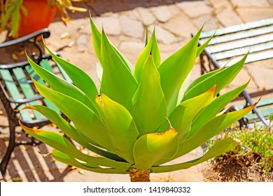 Large Aloe Plant In A Country House