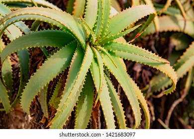 Large Aloe Plant In A Country House