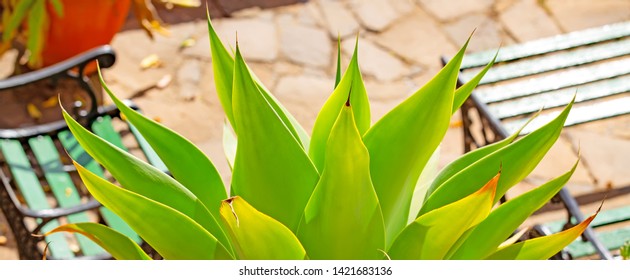 Large Aloe Plant In A Country House