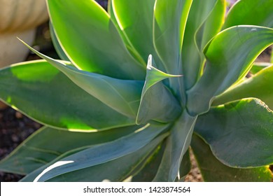 Large Aloe Plant In A Country House