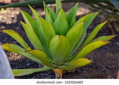 Large Aloe Plant In A Country House