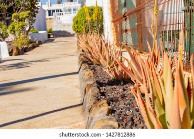 Large Aloe Plant In A Country House