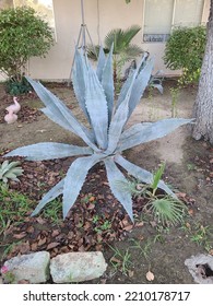 A Large Aloe Plant In Front Yard 