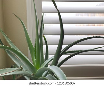 Large Aloe Plant In Window.