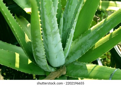 Large Aloe Vera Plant Planted In A Pot