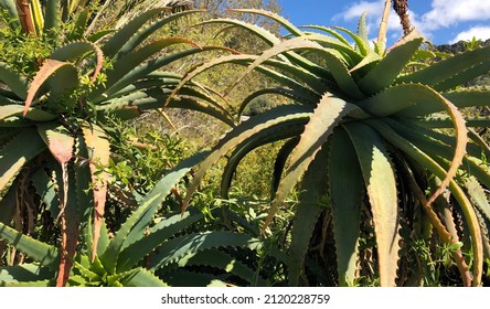 Large Aloe Vera Plant With Stem