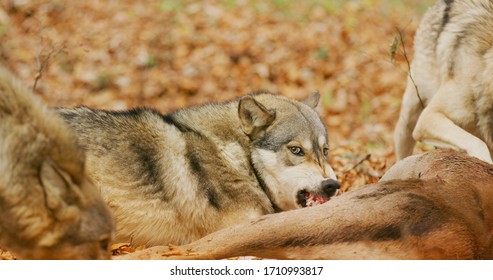 Large Alpha Grey Wolf Eating From A Carcass And Snarling To Protect Its Prey