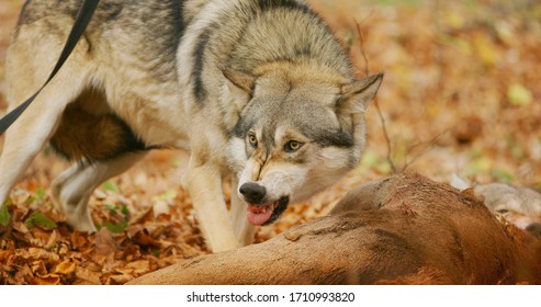 Large Alpha Grey Wolf Eating From A Carcass And Snarling To Protect Its Prey