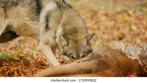 Large Alpha Grey Wolf Eating From A Carcass And Snarling To Protect Its Prey