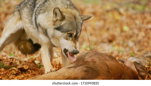 Large Alpha Grey Wolf Eating From A Carcass And Snarling To Protect Its Prey