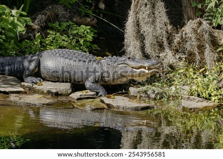 Similar – Image, Stock Photo American alligator basking in Miami, Florida