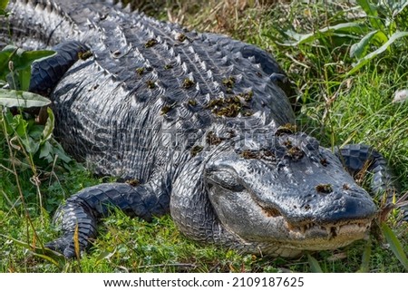 Similar – Image, Stock Photo American alligator basking in Miami, Florida