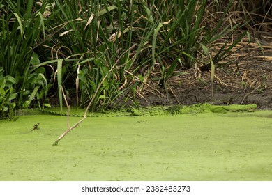 Large American Alligator camouflaged in duckweed swamp. Wildlife background. - Powered by Shutterstock