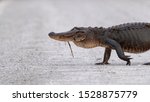 A large American Alligator crossing the road.