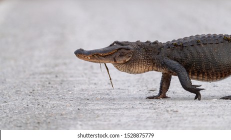 A large American Alligator crossing the road. - Powered by Shutterstock