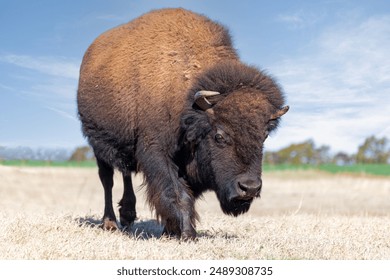A large American bison standing in the sun-drenched prairie, looking down the expansive grassy plains