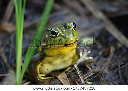  A large American Bullfrog (Lithobates catesbeius) boldly staring at the camera