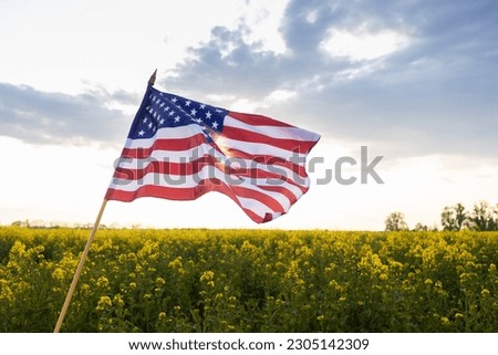 large American flag flies over a yellow rapeseed field. Independence Day of the United States of America. Pride, Patriotism. country symbol. Travel, vacation