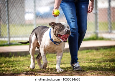 Large American Staffordshire Terrier Pit Bull Breed Dog Playing Ball With His Owner At An Off Leash Dog Park