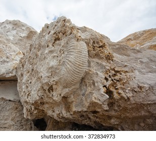 A Large Ammonite Fossil Contained In A Rough Block Of Portland Limestone. 