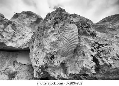 A Large Ammonite Fossil Contained In A Rough Block Of Portland Limestone In Monochrome. 