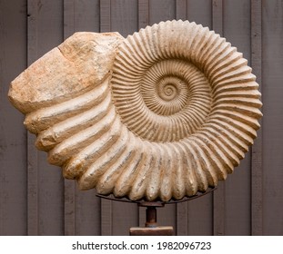 A large ammonite fossil on display.  The spiral growth is an example of a Fibonacci Spiral, aka golden spiral, or golden ratio, which represents a mathematical formula often seen in nature.