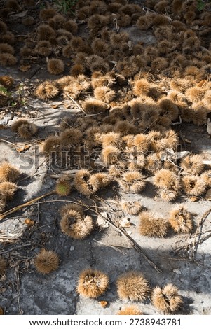 A large amount of fallen chestnut shells