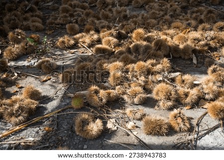 A large amount of fallen chestnut shells