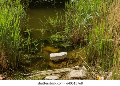 Large Amount Of Garbage And Dirty Sewage Caused A Rapid Growth Of Algae In The Lake. Water Pollution Ecological Problem. Technological Catastrophe. Dead Nature. Dirty Lake. Bad Nature. Polution Nature