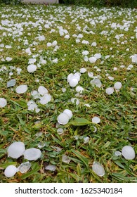 Large Amount Of Hail Scattered Everywhere Around The House After A Massive Hail Storm Hit In Sydney, Australia.