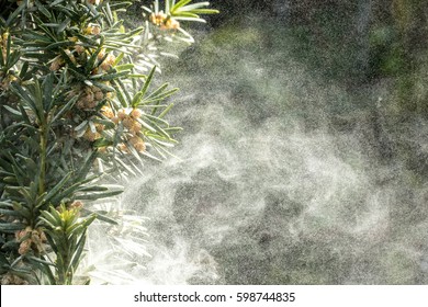 Large Amount Of Pollen Tree