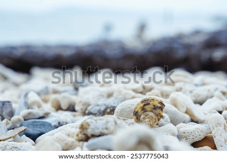 Similar – Image, Stock Photo many shells lie in the sand