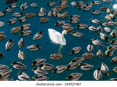 Large amounts of ducks and swans. A concept for 'The odd one out'