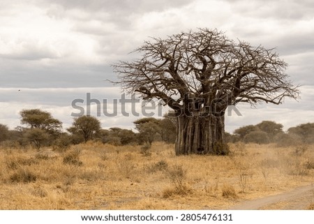 Large ancient baobab tree standing in the dry savanna of Tarangire National Park Tanzania