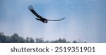 Large Andean Condor Flying Over the Lakes and Mountains of the Andes Mountains, Patagonia.