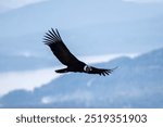 Large Andean Condor Flying Over the Lakes and Mountains of the Andes Mountains, Patagonia.