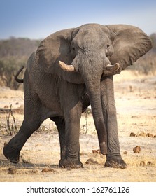 Large angry elephant ready to charge in Africa