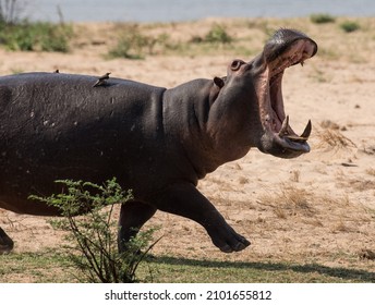 large angry hippo running and charging towards water on sand bank with mouth open and teeth. Oxpecker birds flying. On African bush safari game drive in Zambezi vally, Mana pools, Zimbabwe 