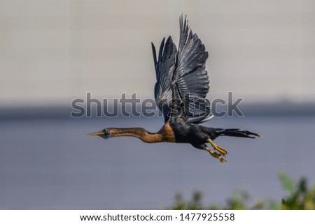 A large Anhinga in flight.
