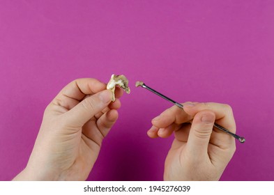 Large Animal Tooth, Female Hands And Dental Scraper On Magenta Background. Close-up Of Dog's Molar That Has Fallen Out. Woman Demonstrates Chipped Pieces Of Tartar. Pet Dental Health. Veterinary