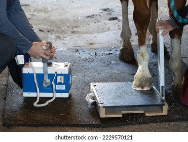 large animal veterinarian performing x-ray on right front of horse in barn imaging bone on to film  - Powered by Shutterstock