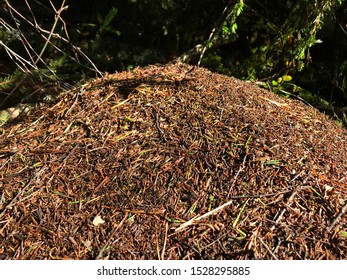 large anthill with ants in the forest