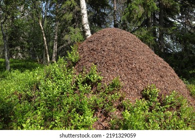 Large Anthill During The Summer. Jämtland, Sweden.